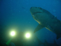   Shooting lemon shark Bora sony cybershot T5  